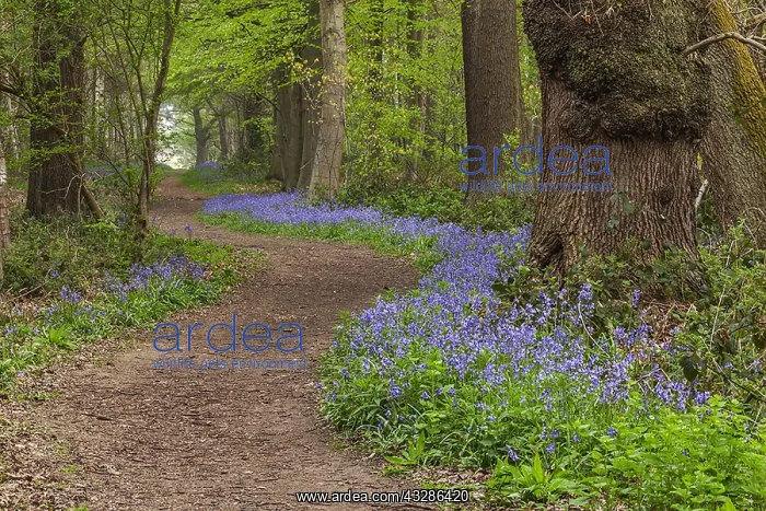 : Path in spring forest - footpath leading through : Path in spring forest - footpath leading through