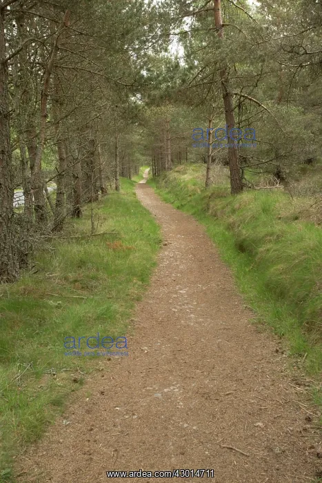 : Path / Trail : Path / Trail