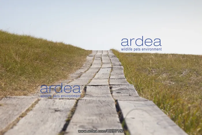: Path trough dunes - Havaeng - Sweden : Path trough dunes - Havaeng - Sweden