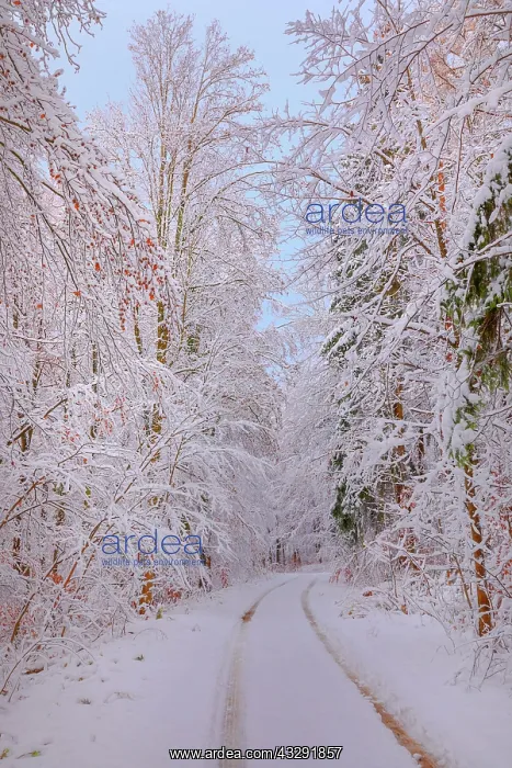: path in winter forest - path or country road leading through : path in winter forest - path or country road leading through