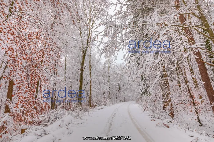 : path in winter forest - path or country road leading through : path in winter forest - path or country road leading through