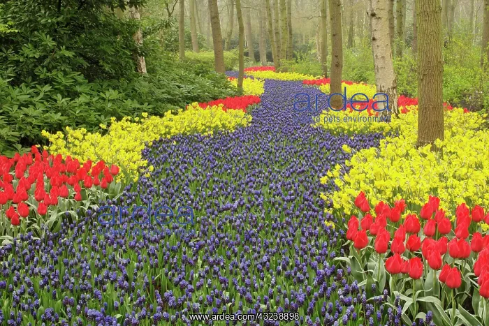 : Pathway of Grape Hyacinth, daffodils, and : Pathway of Grape Hyacinth, daffodils, and