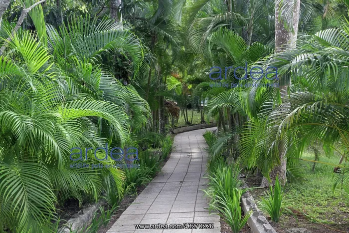: Pathway, Hemingway House, Hemingway Museum : Pathway, Hemingway House, Hemingway Museum