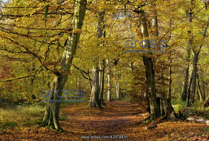 : Pathway through old hornbeams - in autumn in Great Wood : Pathway through old hornbeams - in autumn in Great Wood