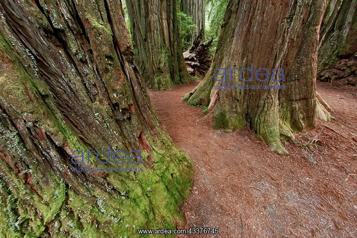 : Pathway through redwood trees. Redwood National : Pathway through redwood trees. Redwood National