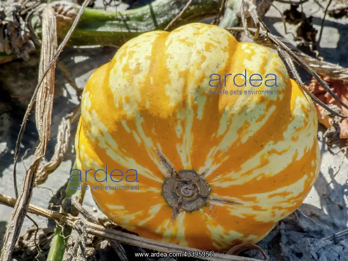 : Patidou Sweet Lightning, Cucurbita pepo Sweet Lightning : Patidou Sweet Lightning, Cucurbita pepo Sweet Lightning