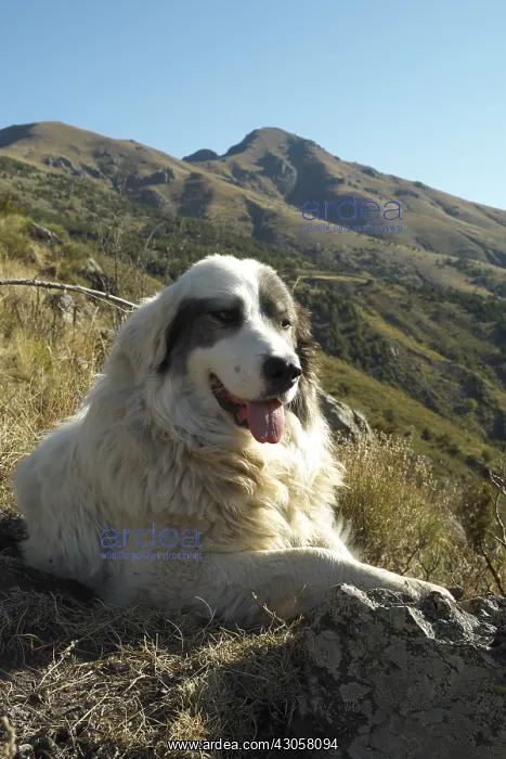 : Patou Sheedog watching Mercantour National Park : Patou Sheedog watching Mercantour National Park