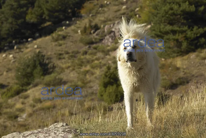 : Patou Sheedog watching Mercantour National Park : Patou Sheedog watching Mercantour National Park