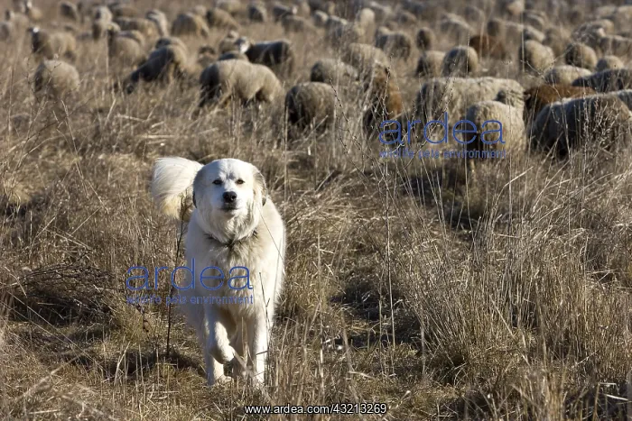 : Patou sheepdog keeping a flock of Sheep France : Patou sheepdog keeping a flock of Sheep France