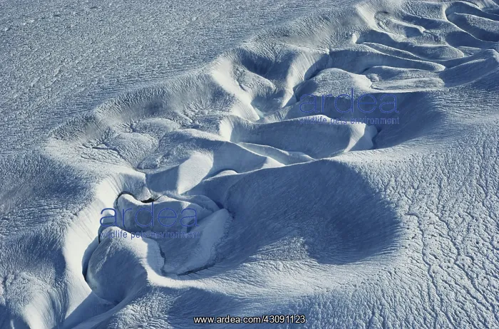 : Pattern on Glacier : Pattern on Glacier