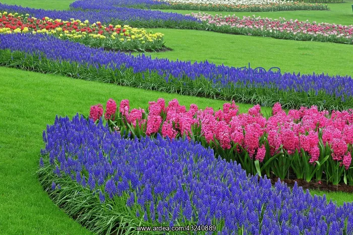 : Pattern of Grape Hyacinth, tulips, and Hyacinth : Pattern of Grape Hyacinth, tulips, and Hyacinth