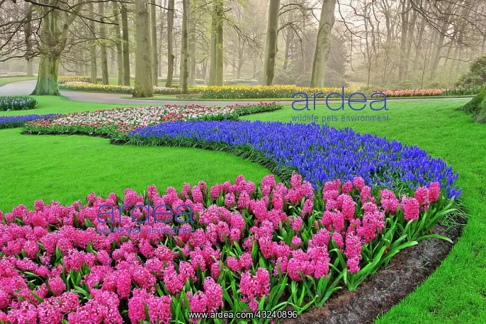 : Pattern of Grape Hyacinth, tulips, and Hyacinth : Pattern of Grape Hyacinth, tulips, and Hyacinth