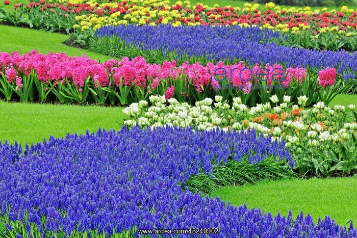: Pattern of Grape Hyacinth, tulips, and Hyacinth : Pattern of Grape Hyacinth, tulips, and Hyacinth