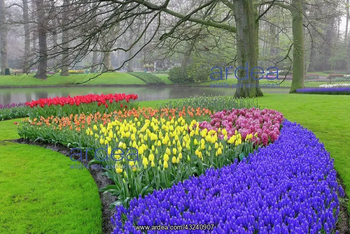 : Pattern of Grape Hyacinth, tulips, and Hyacinth : Pattern of Grape Hyacinth, tulips, and Hyacinth