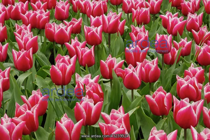  : Pattern of red tulips in garden, Keukenhof