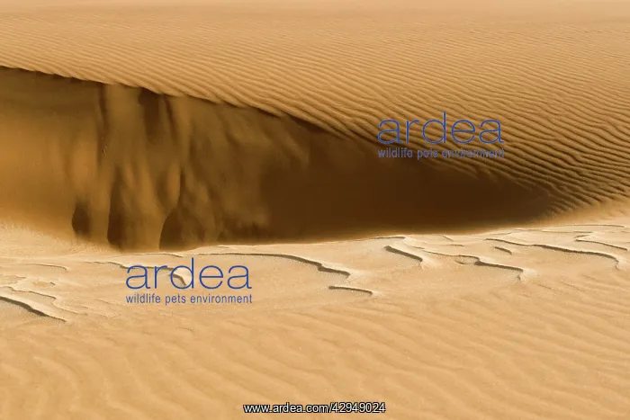: Pattern in the sand created by the wind : Pattern in the sand created by the wind