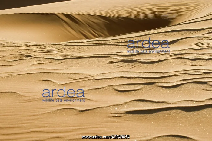 : Pattern in the sand created by the wind : Pattern in the sand created by the wind