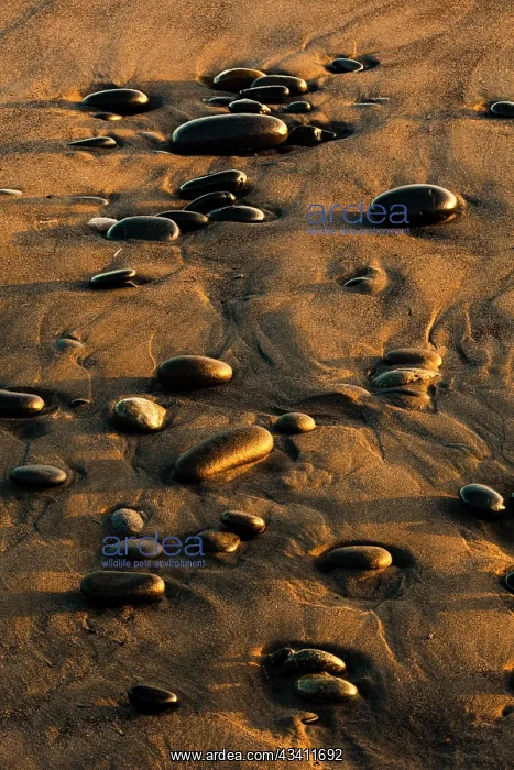 : Pattern of smooth round stones on beach at sunset : Pattern of smooth round stones on beach at sunset
