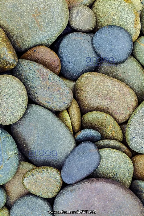 : Pattern of smooth rounded stones on beach, Olympic : Pattern of smooth rounded stones on beach, Olympic