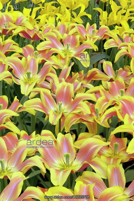  : Pattern of tulip flowers, Keukenhof Gardens