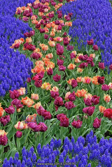 : Pattern of tulips and Grape Hyacinth flowers : Pattern of tulips and Grape Hyacinth flowers