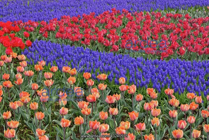 : Pattern of tulips and Grape Hyacinth flowers : Pattern of tulips and Grape Hyacinth flowers