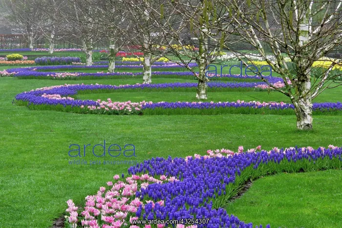 : Pattern of tulips and Grape Hyacinth flowers : Pattern of tulips and Grape Hyacinth flowers