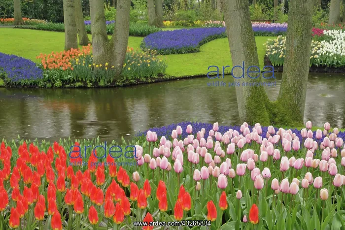 : Pattern of tulips and grape hyacinth flowers : Pattern of tulips and grape hyacinth flowers