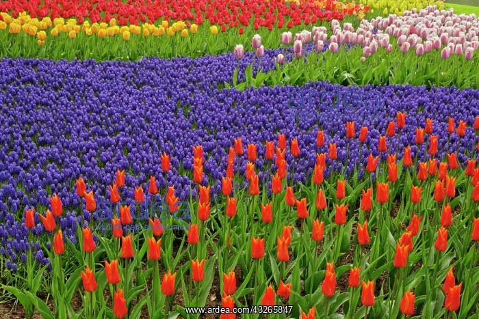 : Pattern of tulips and grape hyacinth flowers : Pattern of tulips and grape hyacinth flowers