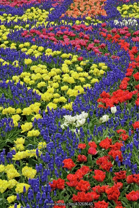: Pattern of tulips and Grape Hyacinth flowers : Pattern of tulips and Grape Hyacinth flowers
