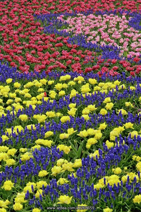 : Pattern of tulips and Grape Hyacinth flowers : Pattern of tulips and Grape Hyacinth flowers
