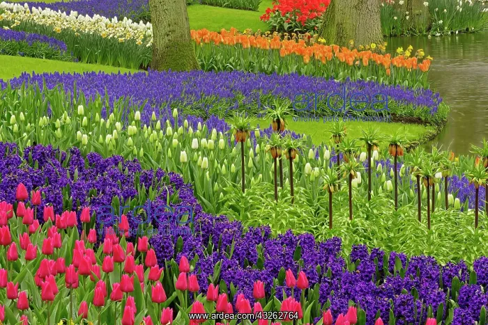 : Pattern of tulips hyacinth, and Grape Hyacinth : Pattern of tulips hyacinth, and Grape Hyacinth