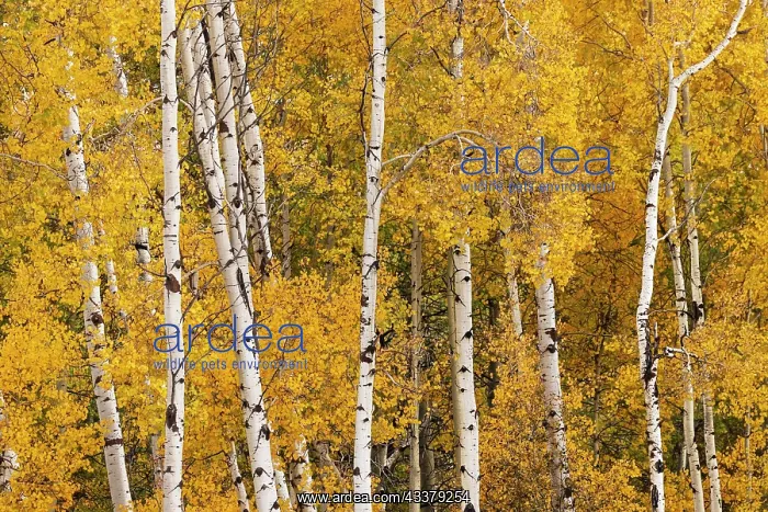 : Pattern of white tree trunks among golden aspen : Pattern of white tree trunks among golden aspen