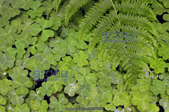 : Pattern in wood Sorrel. Redwood National Park, California : Pattern in wood Sorrel. Redwood National Park, California