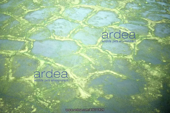 : Patterned permafrost : Patterned permafrost