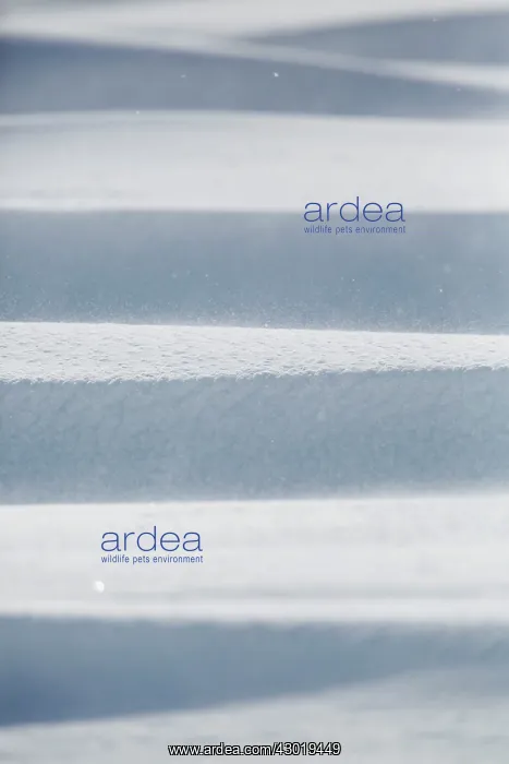  : Patterns in winter snow UK