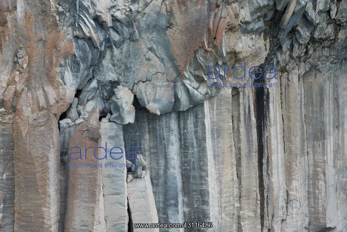 : Patterns created from basalt columns in rock face : Patterns created from basalt columns in rock face