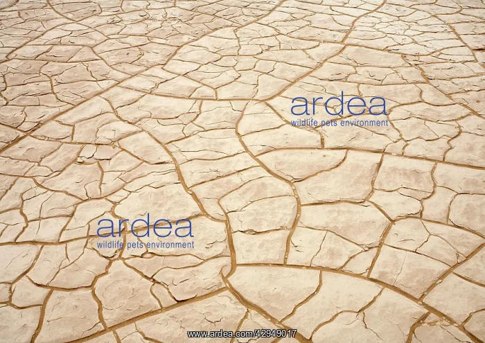 : Patterns formed by cracked clay : Patterns formed by cracked clay