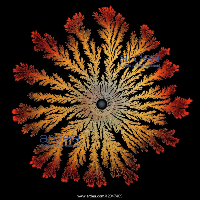 : Patterns of Paenibacillus bacteria on petri dish : Patterns of Paenibacillus bacteria on petri dish