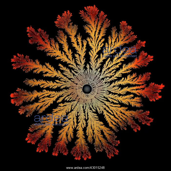 : Patterns of Paenibacillus bacteria on petri dish : Patterns of Paenibacillus bacteria on petri dish