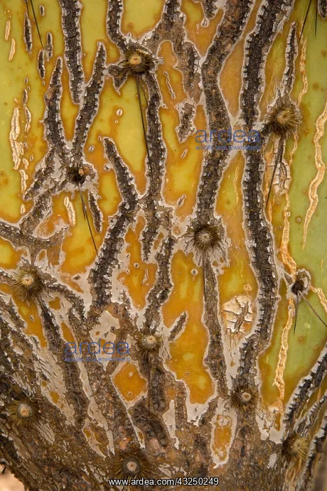 : Patterns on prickly pear cactus, Opuntia spp : Patterns on prickly pear cactus, Opuntia spp