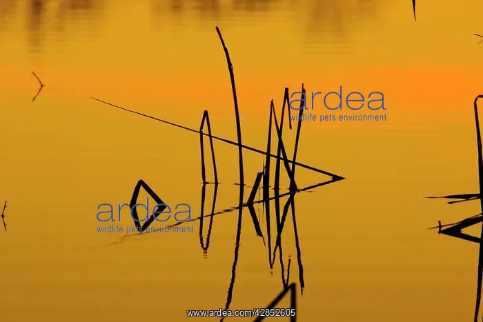 : Patterns of reeds in lake at sunset : Patterns of reeds in lake at sunset