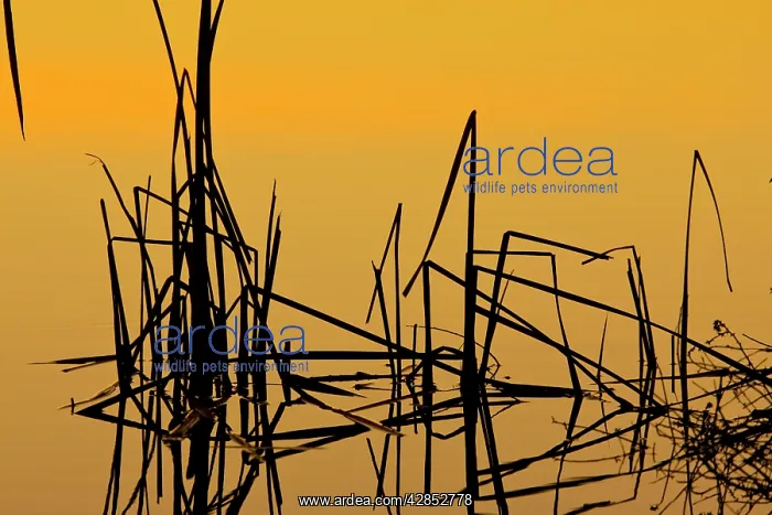 : Patterns of reeds in lake at sunset : Patterns of reeds in lake at sunset