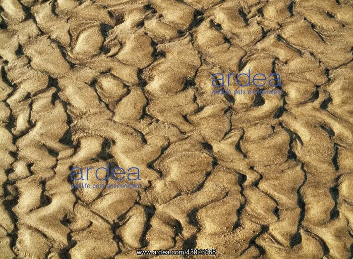 : Patterns in the sand of a beach at the Atlantic Ocean : Patterns in the sand of a beach at the Atlantic Ocean