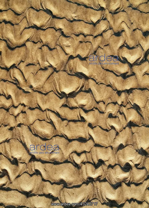: Patterns in the sand of a beach at the Atlantic Ocean : Patterns in the sand of a beach at the Atlantic Ocean