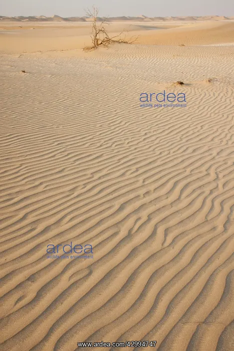 : Patterns in sand - in Dew Forest habitat : Patterns in sand - in Dew Forest habitat