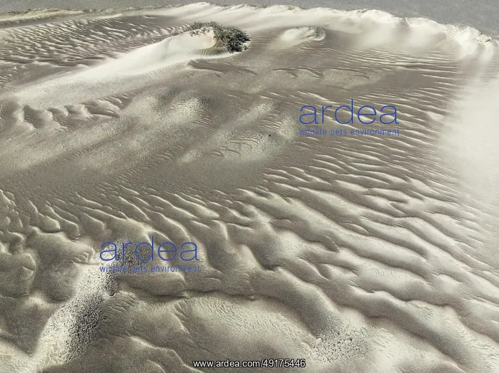 : Patterns in the sand of the Namib Desert : Patterns in the sand of the Namib Desert