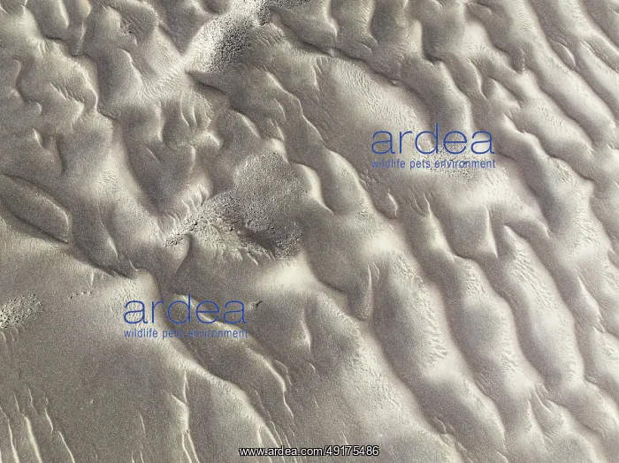 : Patterns in the sand of the Namib Desert : Patterns in the sand of the Namib Desert
