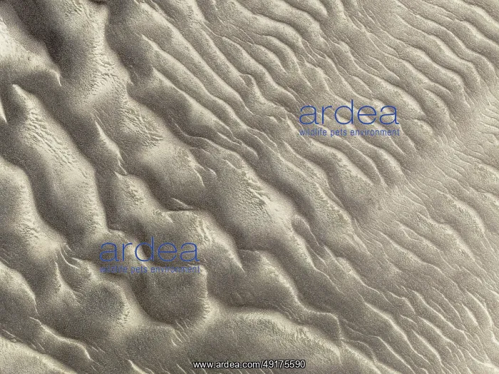 : Patterns in the sand of the Namib Desert : Patterns in the sand of the Namib Desert