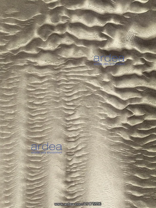 : Patterns in the sand of the Namib Desert : Patterns in the sand of the Namib Desert